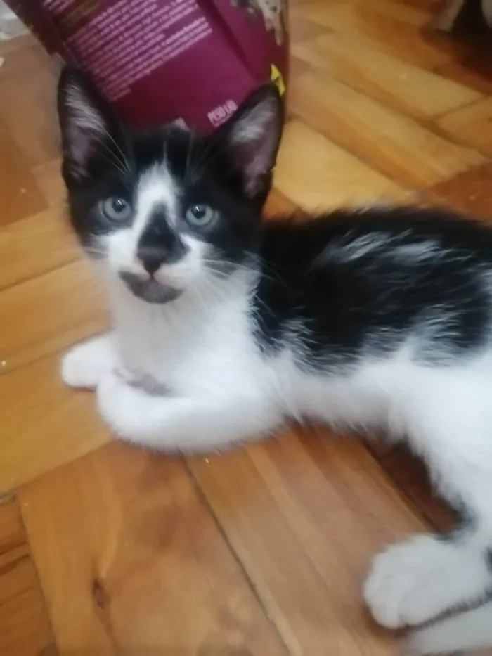 Gato ra a SRD idade Abaixo de 2 meses nome .