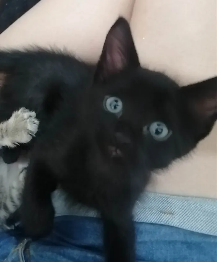 Gato ra a SRD idade Abaixo de 2 meses nome ..