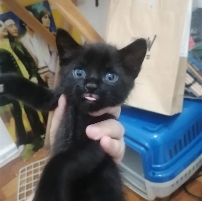 Gato ra a SRD idade Abaixo de 2 meses nome ..
