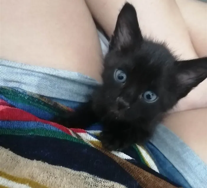 Gato ra a SRD idade Abaixo de 2 meses nome ..