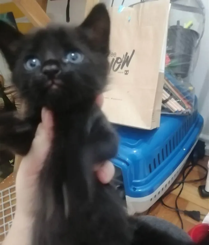 Gato ra a SRD idade Abaixo de 2 meses nome ..