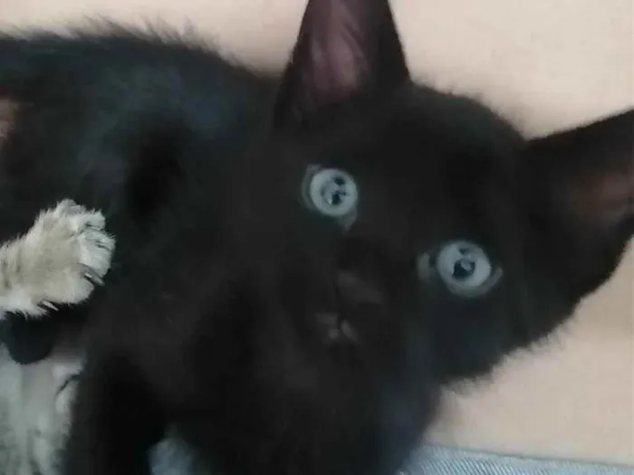 Gato ra a SRD idade Abaixo de 2 meses nome ..