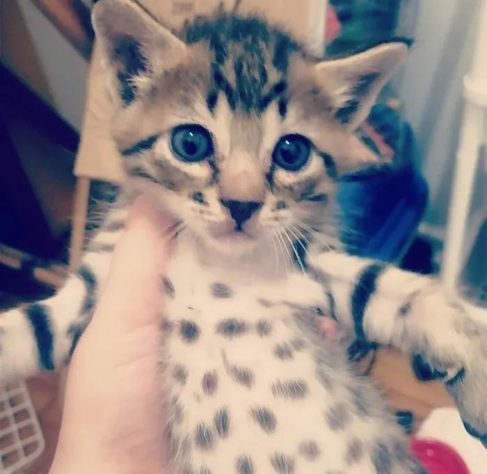 Gato ra a SRD idade Abaixo de 2 meses nome ...