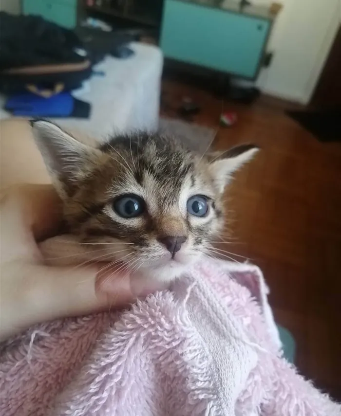 Gato ra a SRD idade Abaixo de 2 meses nome ...