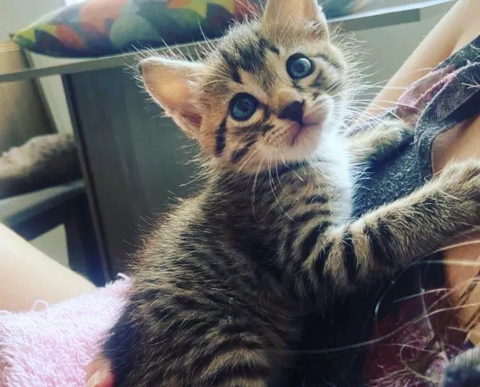Gato ra a SRD idade Abaixo de 2 meses nome ...
