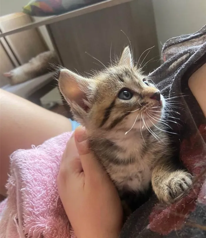 Gato ra a SRD idade Abaixo de 2 meses nome ...
