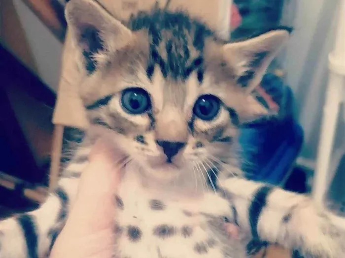 Gato ra a SRD idade Abaixo de 2 meses nome ...