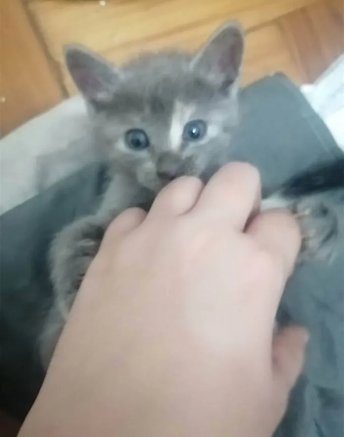 Gato ra a SRD idade Abaixo de 2 meses nome ....