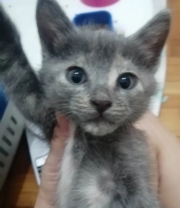 Gato ra a SRD idade Abaixo de 2 meses nome ....