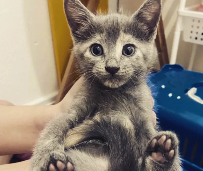 Gato ra a SRD idade Abaixo de 2 meses nome ....