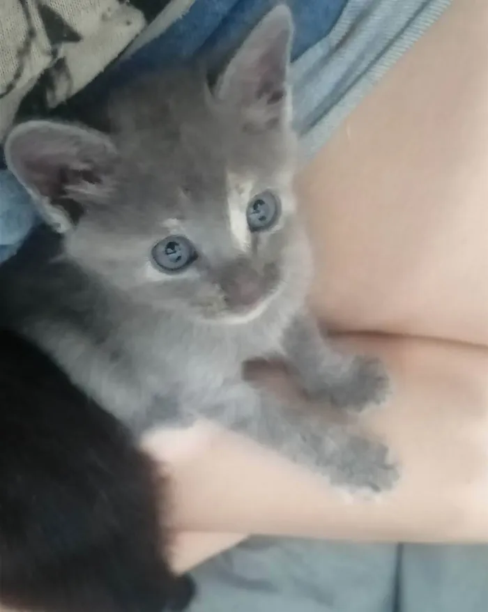Gato ra a SRD idade Abaixo de 2 meses nome ....