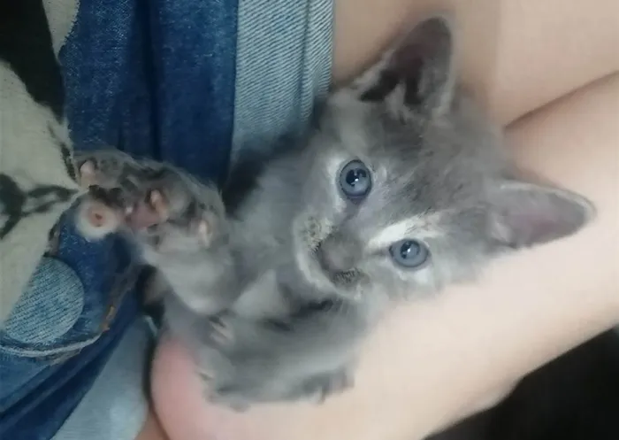 Gato ra a SRD idade Abaixo de 2 meses nome ....