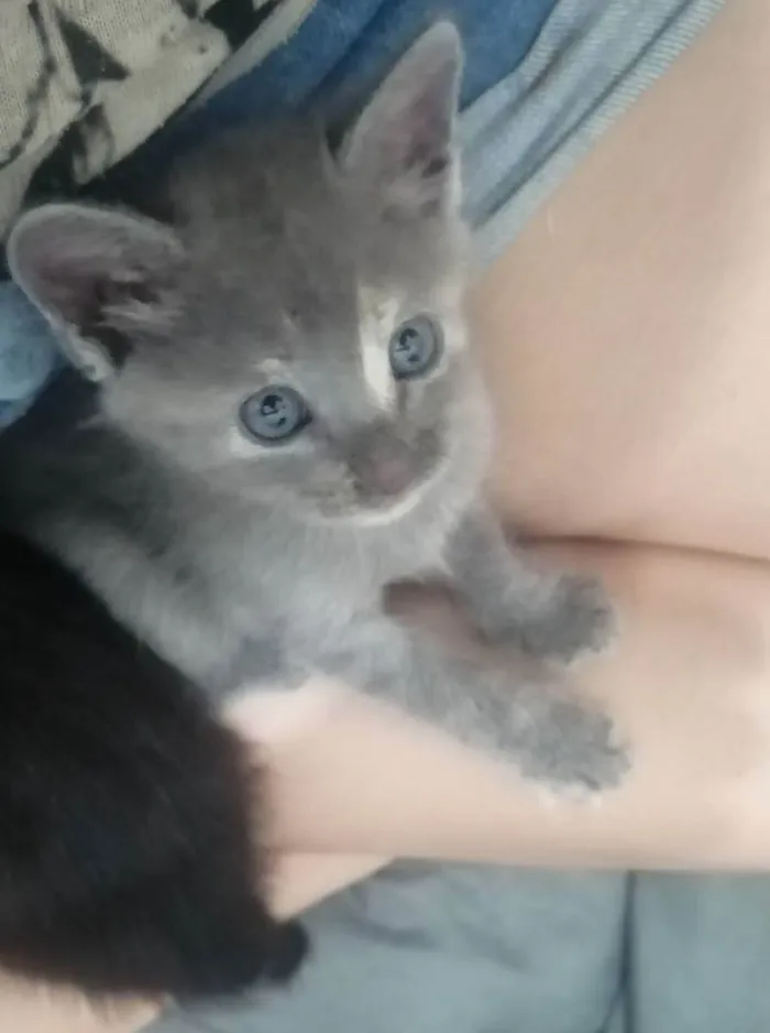 Gato ra a SRD idade Abaixo de 2 meses nome ....