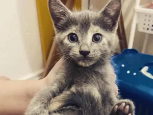 Gato raça SRD idade Abaixo de 2 meses nome ....