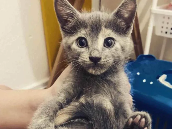Gato ra a SRD idade Abaixo de 2 meses nome ....