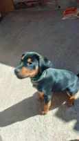 Apollo