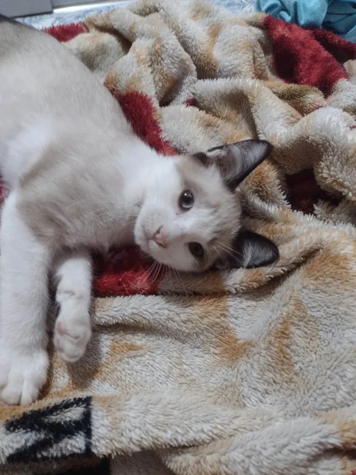 Gato ra a Vira lata idade 2 a 6 meses nome Tarsinho 