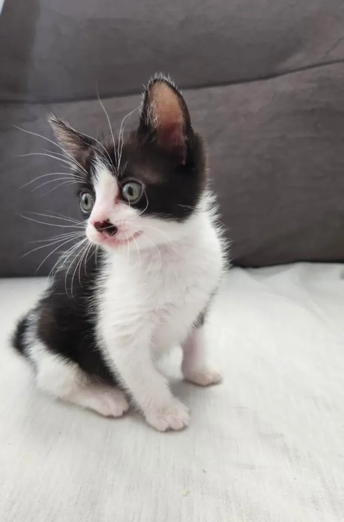 Miyuke, Dara e Fabia