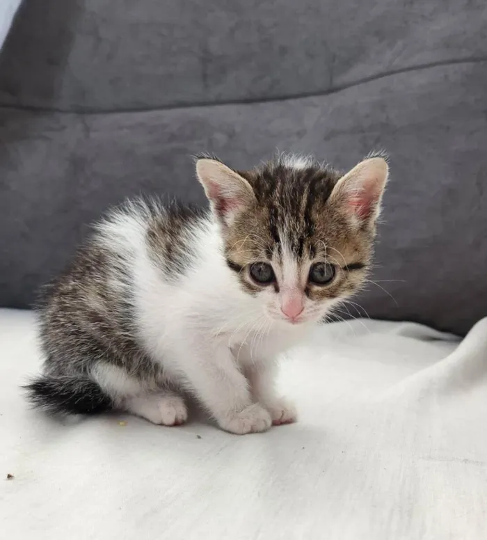 Gato raça Felino idade Abaixo de 2 meses nome Miyuke, Dara e Fabia