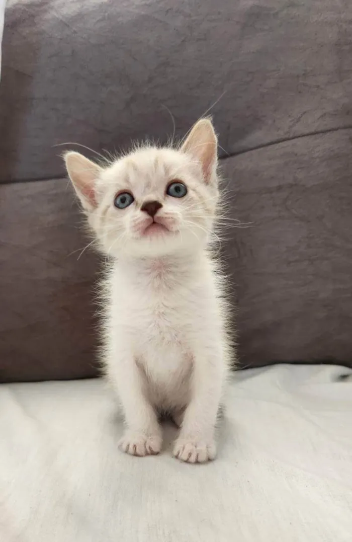 Gato raça Felino idade Abaixo de 2 meses nome Miyuke, Dara e Fabia