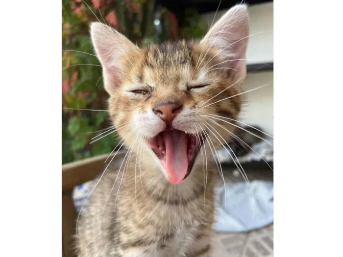 Gato raça SRD idade Abaixo de 2 meses nome Sem nomes 