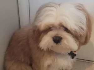Cachorro raça Lhasa apso idade 2 anos nome Felipe