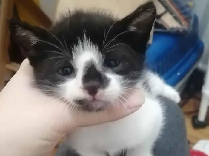 Gato ra a SRD idade Abaixo de 2 meses nome .