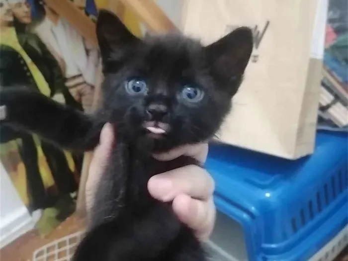 Gato ra a SRD idade Abaixo de 2 meses nome ..
