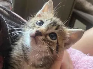 Gato raça SRD idade Abaixo de 2 meses nome ...