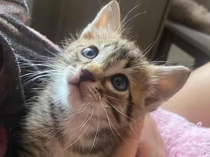 Gato ra a SRD idade Abaixo de 2 meses nome ...