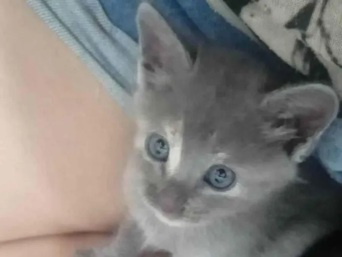 Gato ra a SRD idade Abaixo de 2 meses nome ....