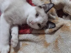 Gato raça Vira lata idade 2 a 6 meses nome Tarsinho 