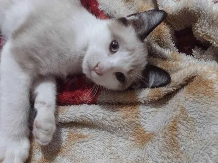 Gato ra a Vira lata idade 2 a 6 meses nome Tarsinho 