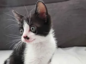 Gato raça Felino idade Abaixo de 2 meses nome Miyuke, Dara e Fabia