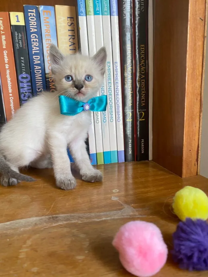 Gato ra a Não tem  idade 2 a 6 meses nome Filhote 