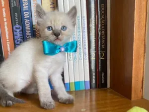 Gato raça Não tem  idade 2 a 6 meses nome Filhote 
