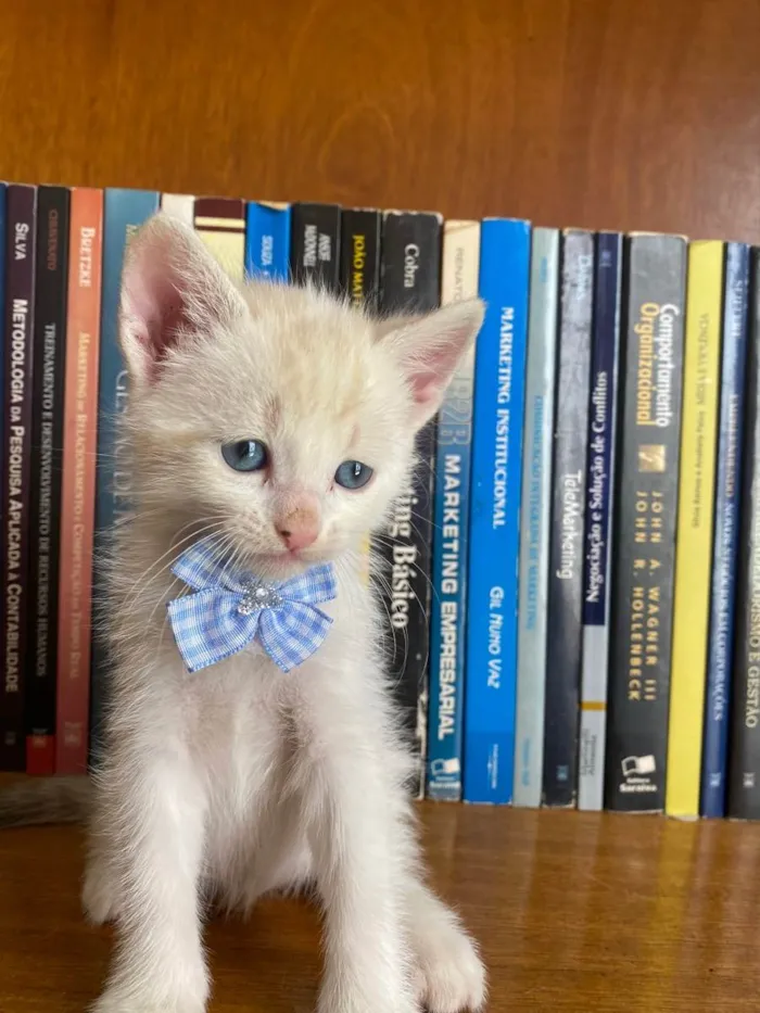 Gato ra a Não tem  idade 2 a 6 meses nome Filhote 