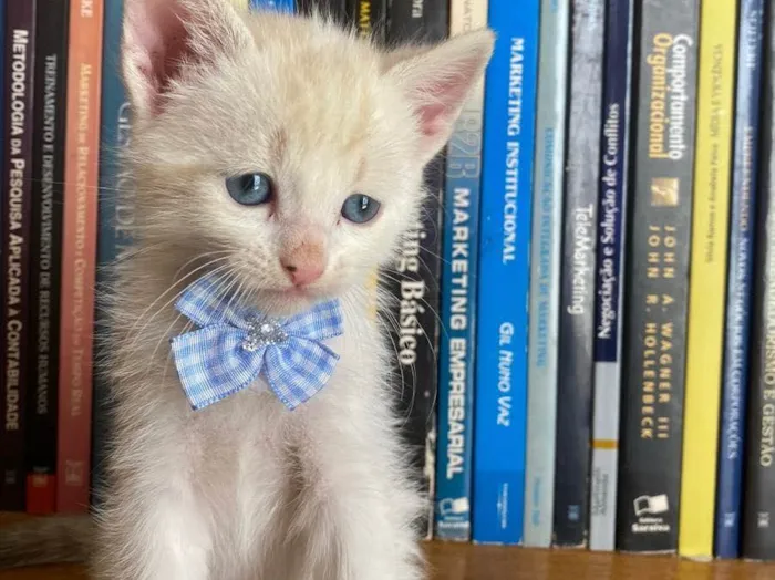 Gato ra a Não tem  idade 2 a 6 meses nome Filhote 