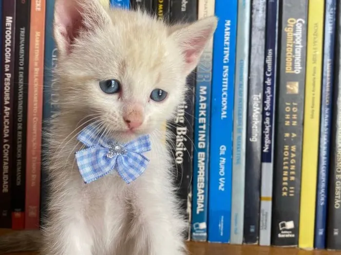 Gato ra a Não tem  idade 2 a 6 meses nome Filhote 