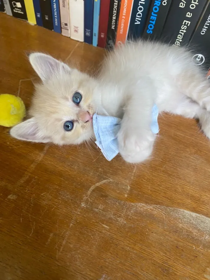 Gato ra a Não tem  idade 2 a 6 meses nome Filhote 3