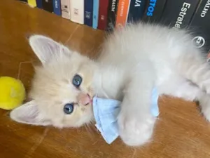 Gato raça Não tem  idade 2 a 6 meses nome Filhote 3