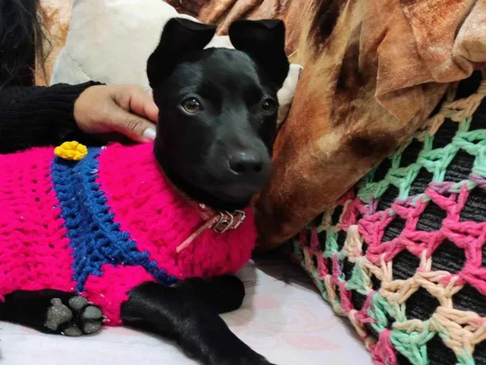 Cachorro ra a  idade 2 a 6 meses nome Pantera
