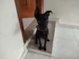 Pantera