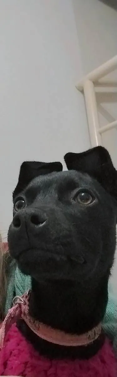 Cachorro ra a  idade 2 a 6 meses nome Pantera