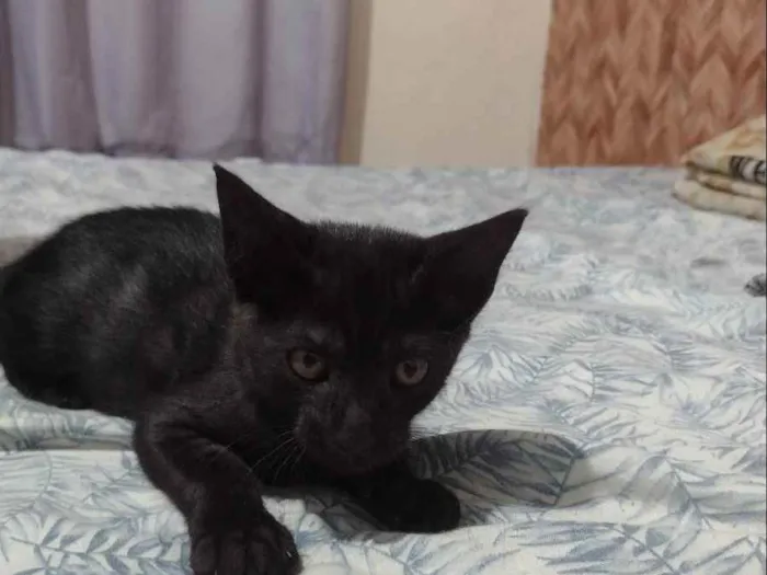 Gato ra a Vira lata idade 2 a 6 meses nome Bebeth