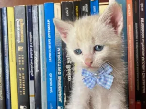 Gato raça Não tem  idade 2 a 6 meses nome Filhote 