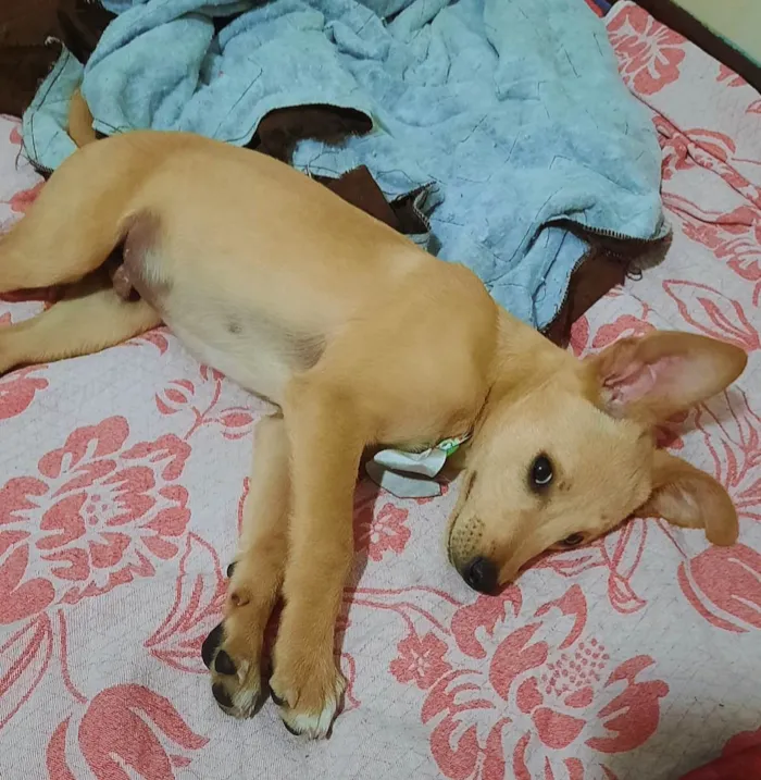 Cachorro ra a Sem Raça  idade 2 a 6 meses nome Joel