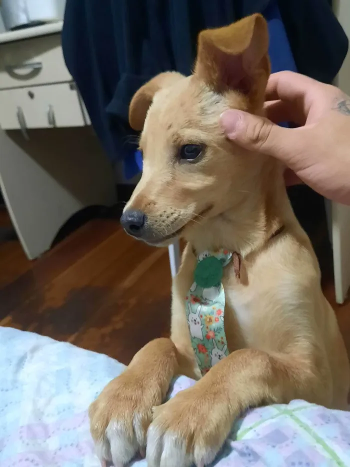 Cachorro ra a Sem Raça  idade 2 a 6 meses nome Joel