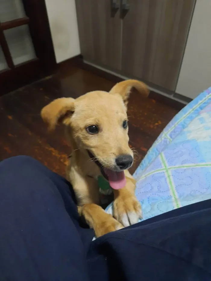 Cachorro ra a Sem Raça  idade 2 a 6 meses nome Joel