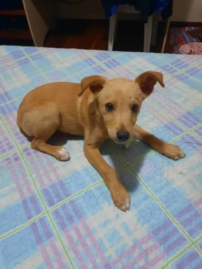 Cachorro ra a Sem Raça  idade 2 a 6 meses nome Joel